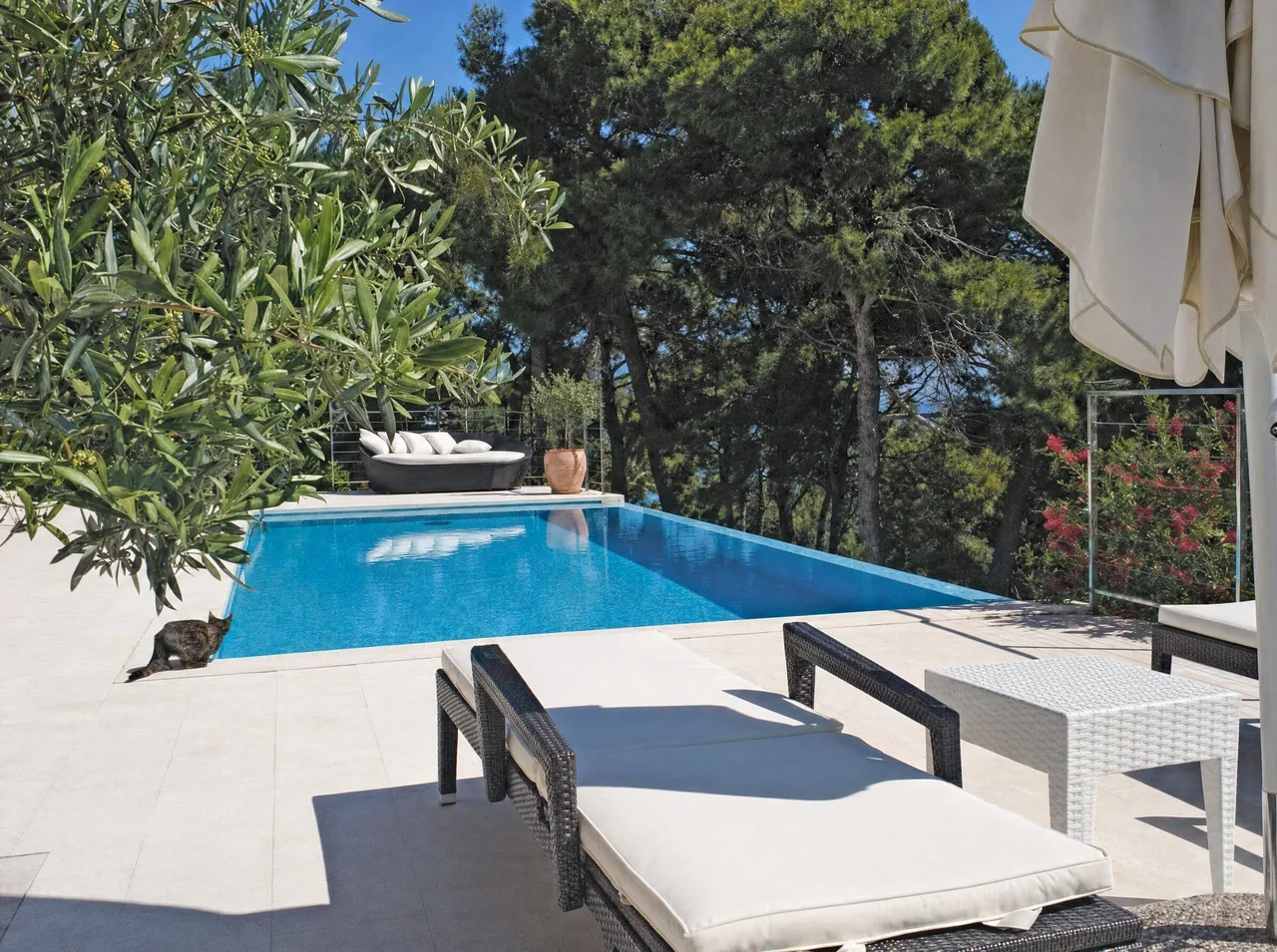 Pool in the shade of pine trees