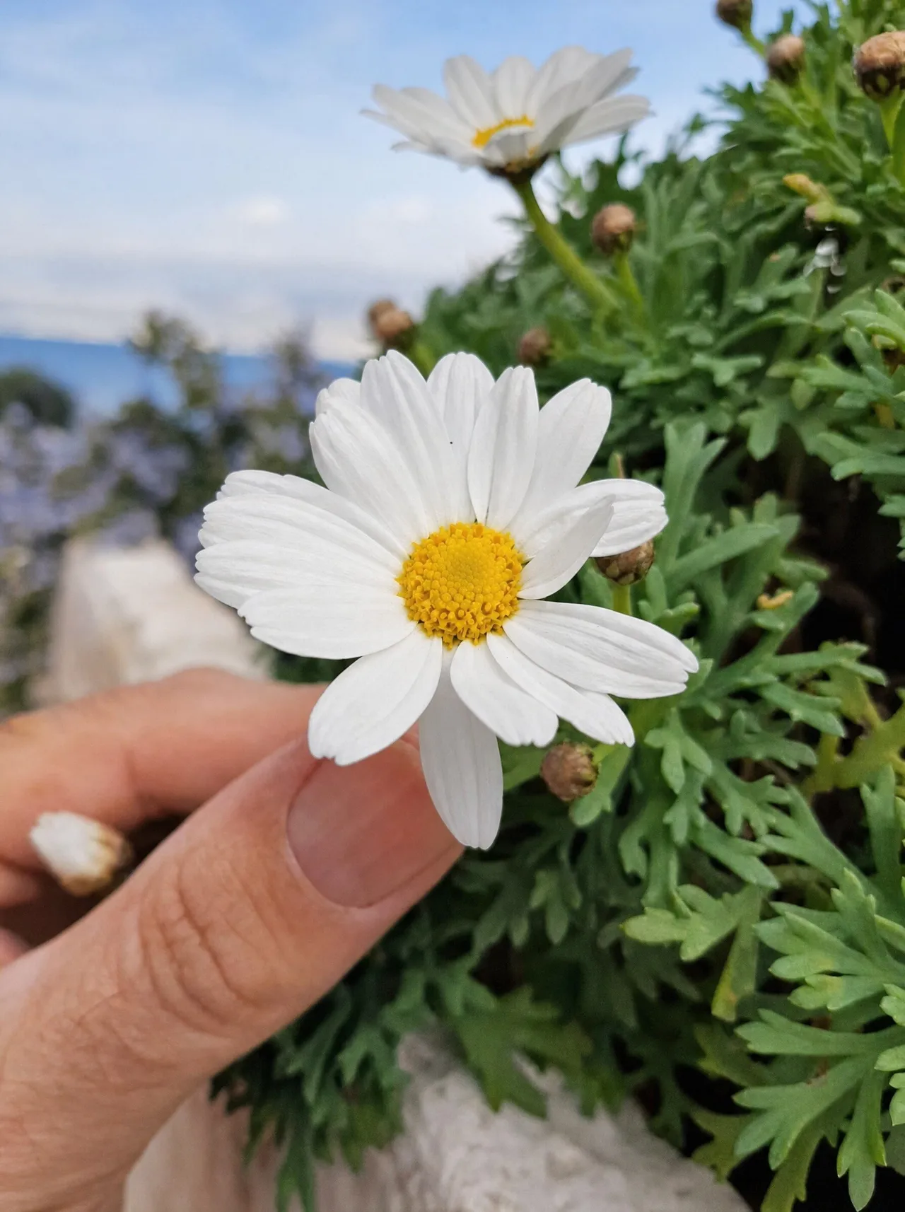 Flowers in a seaside garden